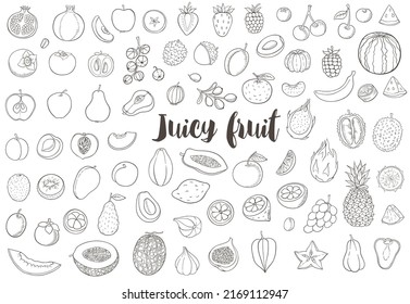 Set of hand drawn vector doodle fruit on a white background