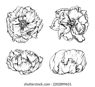 Set of hand drawn vector elements with peony flowers, buds and leaves. Isolated on white background. Design for wedding or greeting cards, invitations wallpaper, print, textile