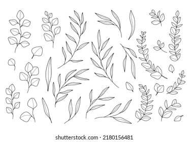 Set of hand drawn vector eucalyptus branches and leaves. Botanical elements for invitations, posters, greeting cards, web, menu.