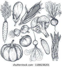 Set of hand drawn vector farm vegetables in sketch style. Eggplant, pepper, onion, cabbage, broccoli, pumpkin, corn. Organic graphic vegetarian objects for restaurant menu, grocery market.