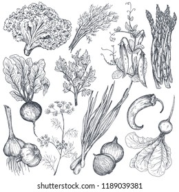 Set of hand drawn vector farm vegetables and herbs in sketch style. Asparagus, onion, pea, pepper, beet, garlic, herbs, fennel. Organic graphic vegetarian objects for restaurant menu, grocery market.