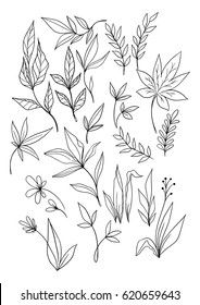 Conjunto de elementos florales vectoriales dibujados a mano. Hojas esbozadas.