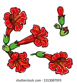 Set of hand drawn vector flowers. Colorful painted illustration of red tropical flowers isolated on white - Vector
