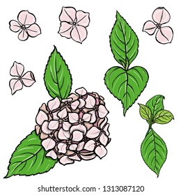 Set of hand drawn vector flowers. Colorful painted illustration of hydrangea isolated on white - Vector