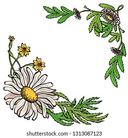 Set of hand drawn vector flowers. Colorful painted illustration of daisies flowers isolated on white - Vector