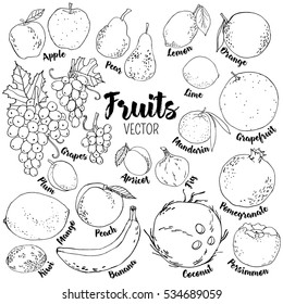 Set of hand drawn vector fruits (pear, lemon, apple, lime, orange, mandarin, coconut, grapefruit, pomegranate, fig, persimmon, banana, peach, apricot, mango, plum, grapes, kiwi)