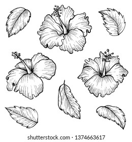 Collection Set Tropical Leaf Drawing Illustration Stock Vector (Royalty ...