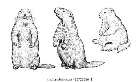 Set of hand drawn vector illustration. Standing straight and sideways, sitting groundhogs. Realistic marmot collection. Groundhog Day holiday elements Vintage outline sketches Engraving style isolated