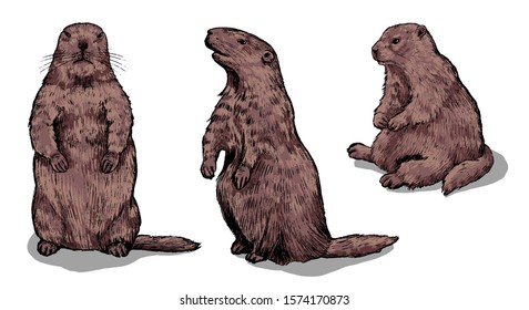 Set of hand drawn vector illustration. Standing straight and sideways, sitting groundhogs. Realistic marmot collection. Groundhog Day holiday elements Vintage colored sketches Engraving style isolated