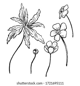 Set of hand drawn vector illustration. Collection of Buttercup Anemone flowers and leave. Botanical realistic sketches isolated on white. Outline elements for design, print, poster, postcard, sticker.