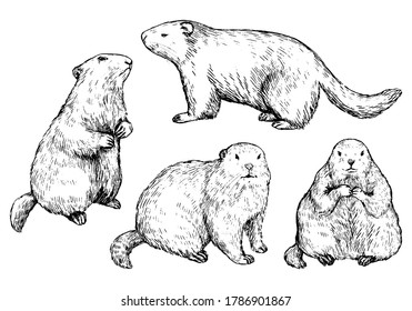 Set of hand drawn vector illustration. Realistic groundhogs in different positions. Сute marmot collection. Groundhog Day holiday elements. Vintage monochrome sketch isolated on white. Engraving style