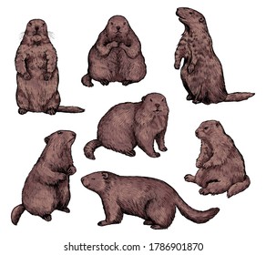 Set of hand drawn vector illustration. Realistic groundhogs in different positions. Сute marmot collection. Groundhog Day holiday elements. Vintage colored sketches isolated on white. Engraving style.