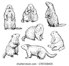 Set of hand drawn vector illustration. Realistic groundhogs in different positions. Сute marmot collection. Groundhog Day holiday elements. Vintage monochrome sketch isolated on white. Engraving style