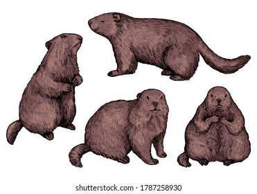 Set of hand drawn vector illustration. Realistic groundhogs in different positions. Сute marmot collection. Groundhog Day holiday elements. Vintage colored sketches isolated on white. Engraving style.