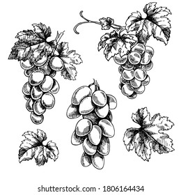 Set of hand drawn vector illustration of grape branches. Isolated black bunch of grapes, grape leaves on white background