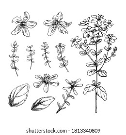 Set of hand drawn vector illustration of St. John's wort. Engraved collection for cosmetics, medicine, treating, aromatherapy, package design healthcare.