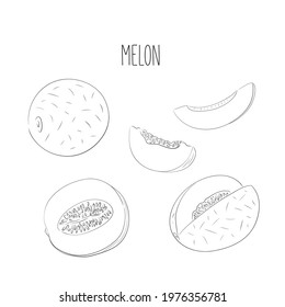 Set of hand drawn vector illustration of black ink line melon fruit against white background. Whole, sliced, sliced melon. Design for fabric, paper, menu, cuisine, cafes and restaurants.