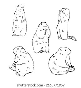 Set of hand drawn vector illustration. Realistic groundhogs in different positions. ute marmot collection. Groundhog Day holiday elements. Vintage monochrome sketch isolated on white. Engraving style
