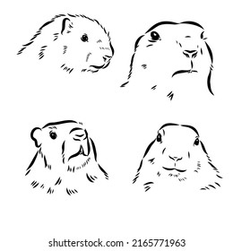Set of hand drawn vector illustration. Realistic groundhogs in different positions. ute marmot collection. Groundhog Day holiday elements. Vintage monochrome sketch isolated on white. Engraving style
