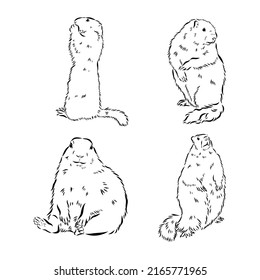 Set of hand drawn vector illustration. Realistic groundhogs in different positions. ute marmot collection. Groundhog Day holiday elements. Vintage monochrome sketch isolated on white. Engraving style