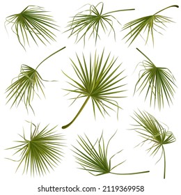 Set of hand drawn vector illustrations of tropical green palm leaves on white background.