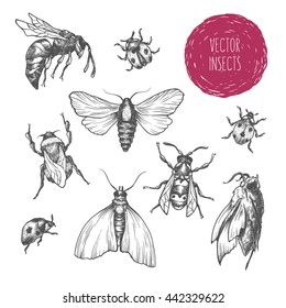 Set of hand drawn vector insects in different poses. Moth, butterfly, bee, bumblebee, ladybug. Vector collection. Detailed realistic sketches. Ink, pen, linework.