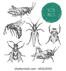 Set of hand drawn vector insects in different poses. Bee, bumblebee, grasshopper, locust. Vector collection. Detailed realistic sketches. Ink, pen, linework.