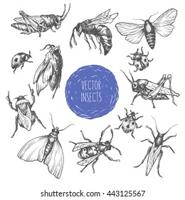 Set of hand drawn vector insects in different poses. Moth, butterfly, bee, bumblebee, grasshopper, locust, ladybug. Vector collection. Detailed realistic sketches. Ink, pen, linework.