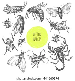 Set of hand drawn vector insects in different poses. Moth, butterfly, bee, bumblebee, grasshopper, locust, ladybug, scorpion. Vector collection. Detailed realistic sketches. Ink, pen, linework.