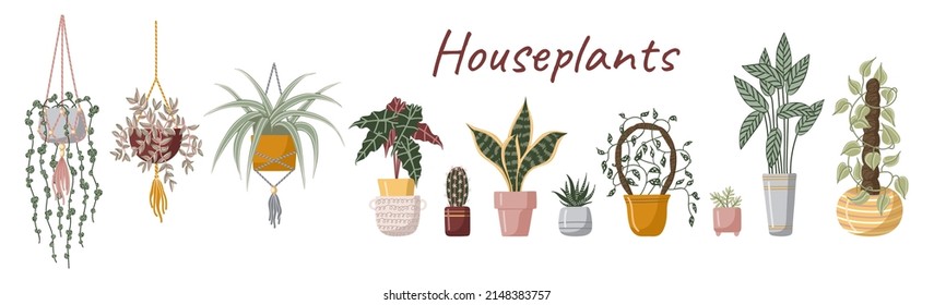 Set hand drawn vector isolated elements. Houseplant. A flower in a pot. Indoor plants. Home gardening. Color image on a white background.	