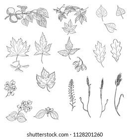 Set of hand drawn vector leaves and branches. Black and white illustration of apricot, jasmine and wild grapes branches, ivy, maple, ash, oak, poplar, linden, lime and lilac leaves isolated on white