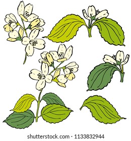 Conjunto de hojas vectoriales dibujadas a mano. Ilustración pintada de colores de ramas de jazmín y flores de jazmín aisladas en blanco