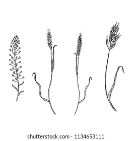 Set of hand drawn vector leaves. Black and white painted illustration of Shepherd's purse and spikes isolated on white