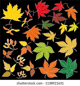 Set of hand drawn vector leaves. Colorful painted illustration of ash and maple leaves with maple seeds isolated on black