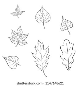Set of hand drawn vector leaves. Black and white painted illustration of ivy, oak, poplar, linden, lime and lilac leaves isolated on white