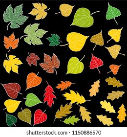 Set of hand drawn vector leaves. Colorful painted illustration of ivy, oak, poplar, linden, lime and lilac leaves isolated on black