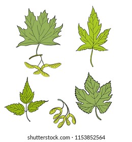 Set of hand drawn vector leaves. Colorful painted illustration of ash and maple leaves with maple seeds isolated on white