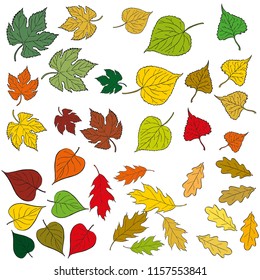 Set of hand drawn vector leaves. Colorful painted illustration of ivy, oak, poplar, linden, lime and lilac leaves isolated on white