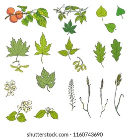 Set of hand drawn vector leaves and branches. Colorful painted illustration of apricot, jasmine and wild grapes branches, ivy, maple, ash, oak, poplar, linden, lime and lilac leaves isolated on white