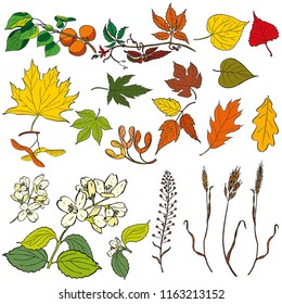 Set of hand drawn vector leaves and branches. Colorful painted illustration of apricot, jasmine and wild grapes branches, ivy, maple, ash, oak, poplar, linden, lime and lilac leaves isolated on white