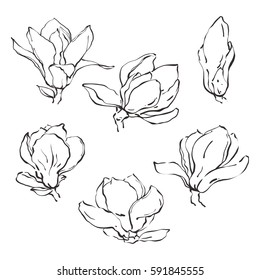 Set of hand drawn vector magnolia flowers in sketch line style. Isolated blossom on white background.

