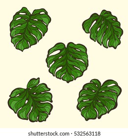 Set of hand drawn vector monstera leaves