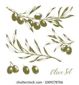 Set of hand drawn vector olive branches. Engraving illustration. Isolated on white background.