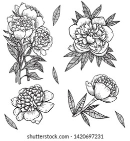 Set of hand drawn vector outlined peonies on white background. Free hand drawing.