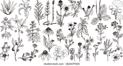 Conjunto de especias vectoriales y hierbas dibujadas a mano. Plantas medicinales, cosméticas, culinarias. Semillas, ramas, flores y hojas. Diferentes tipos de condimento.