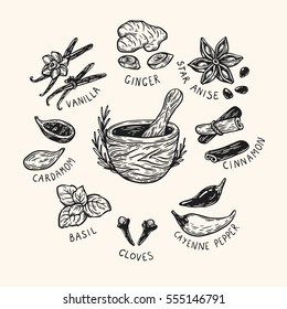 Set of hand drawn vector spices and herbs. Medicinal, cosmetic, culinary plants. Seeds, branches, flowers and leaves. Different types of condiment. 