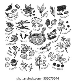 Set of hand drawn vector spices and herbs. Medicinal, cosmetic, culinary plants. Seeds, branches, flowers and leaves. Different types of condiment. 