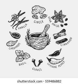 Set of hand drawn vector spices and herbs. Medicinal, cosmetic, culinary plants. Seeds, branches, flowers and leaves. Different types of condiment. 