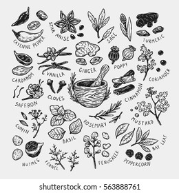 Set of hand drawn vector spices and herbs. Medicinal, cosmetic, culinary plants. Seeds, branches, flowers and leaves. Different types of condiment. 