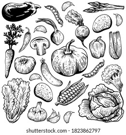 Set of hand drawn vector vegetables